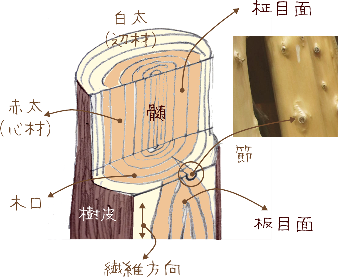 木材の特徴で耐久性は激変！針葉樹・広葉樹の違いと2026年最新選び方