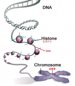 【速報】 Dna と 染色体 の 違い ファン必見の最新情報 #673