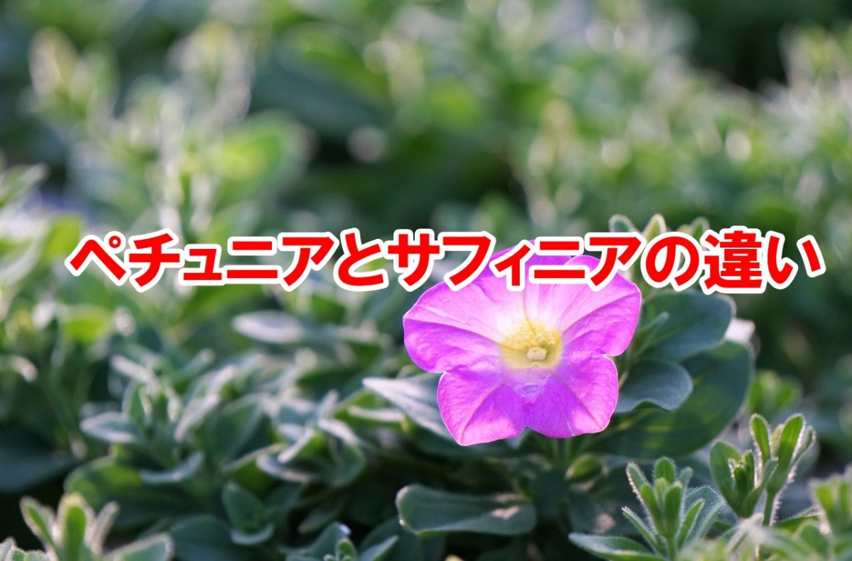 ペチュニアとサフィニアの決定的な違い3選！失敗しない苗選びと育て方