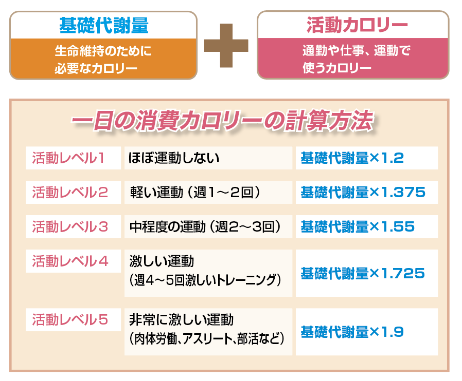【2026年最新】「太らない身体」を作る新常識。最新Ai時代にアップデートされた「メンテナンス カロリー 計算」でリバウンドから永遠に解放される方法