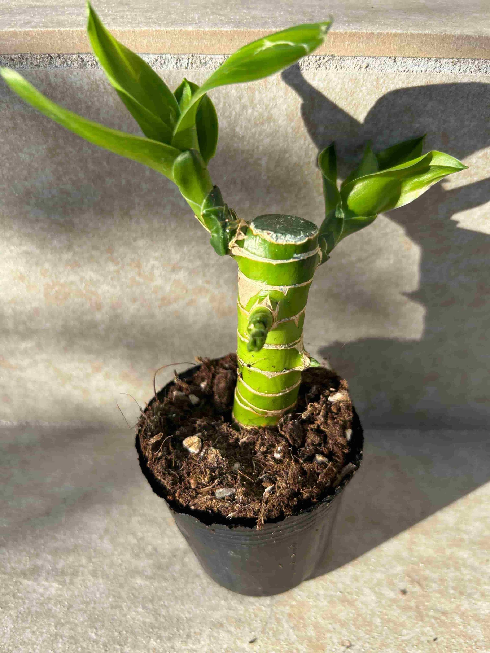 キングバンブーの育て方完全ガイド｜葉が黄色い原因と枯らさない冬越し術