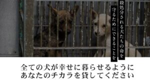 【画像あり】 ピース ワンコ ジャパン 悪評 最新ニュース速報 2026 #665