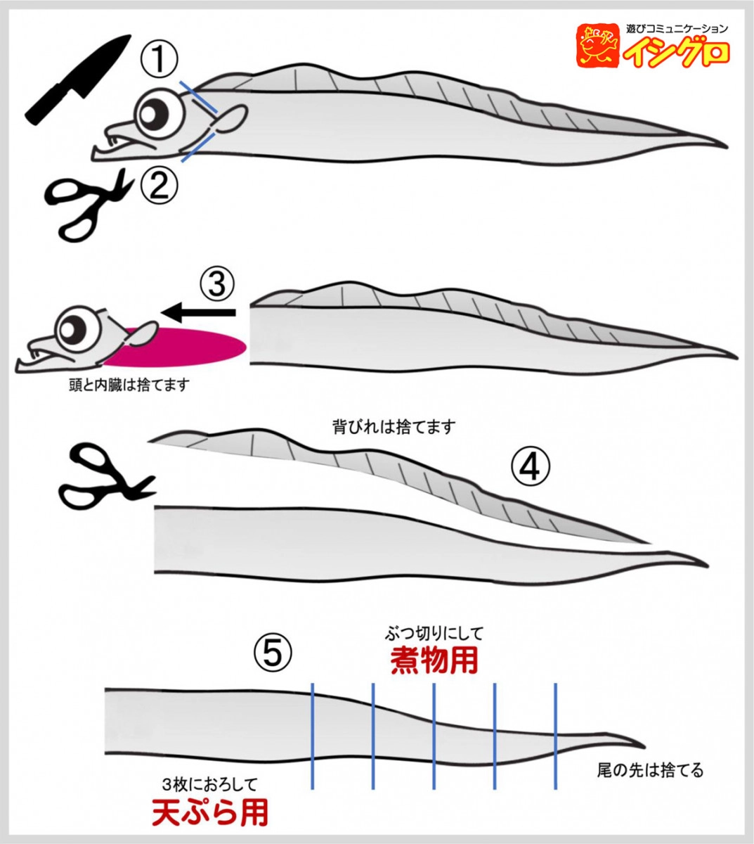 ウロコ不要！太刀魚の簡単な捌き方と背びれ一瞬処理・大名おろしの極意