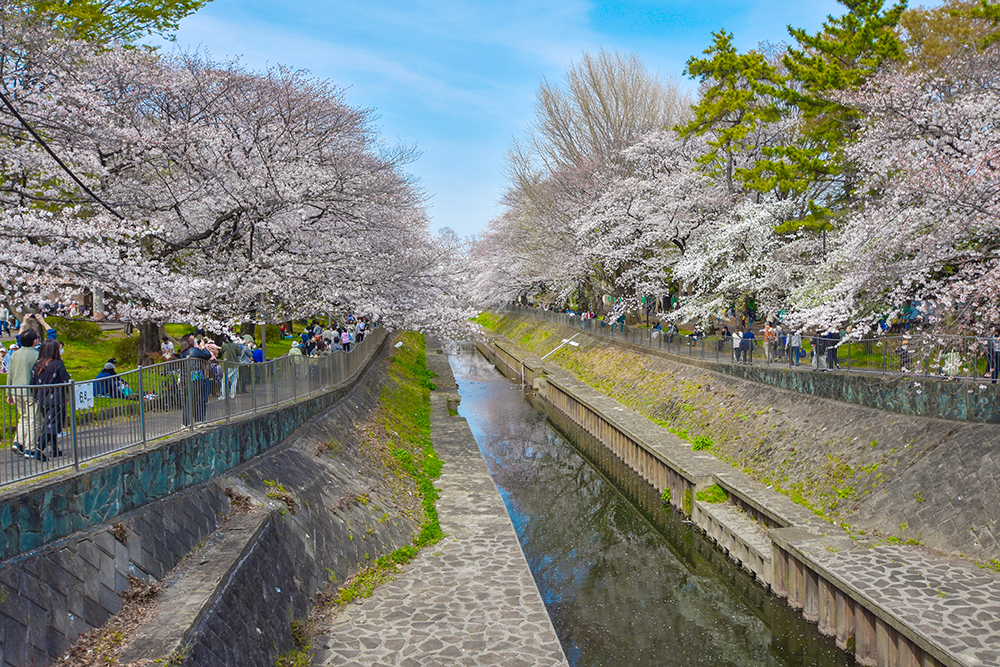 【2026年現地ルポ】豪雨をしのぎ自然を抱く「善福寺川」――都市と河川が共生する最新の現場へ