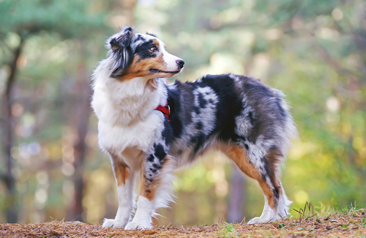 血統書を超えた未来へ：2026年、なぜ日本人は「雑種犬」に魅せられるのか？最新Dna解析と空前の保護犬ブームが変えるペット社会のリアル