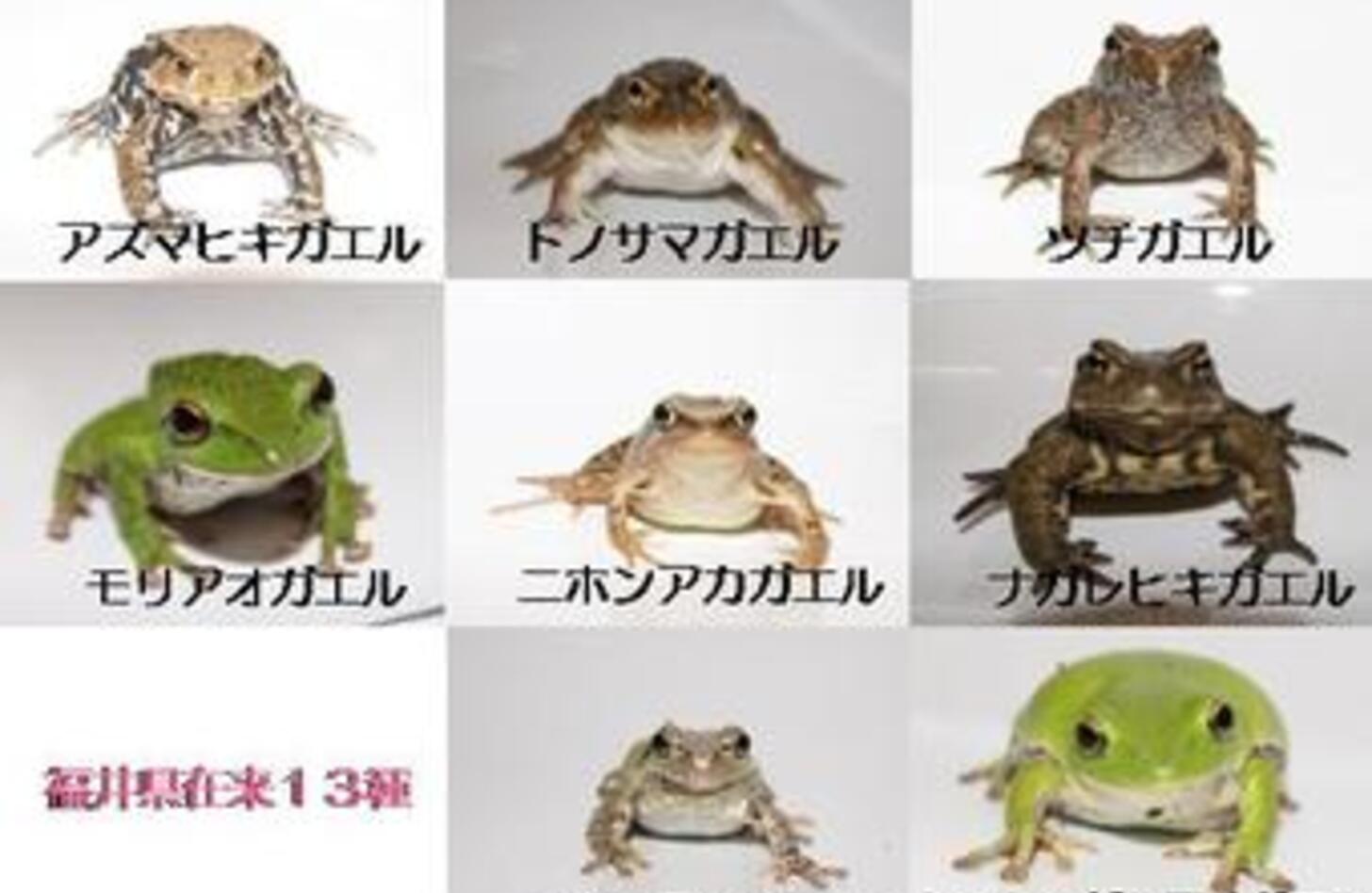 可愛いカエルイラスト決定版！無料素材から1分で描く簡単テクまで