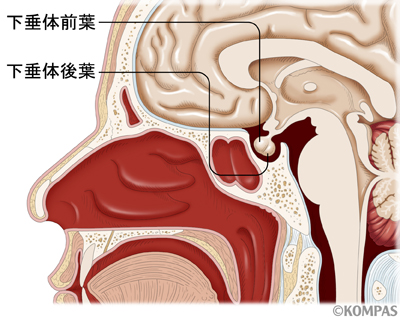 【速報】 下 垂体 腺腫 よしこ 2026年最新芸能速報 #696