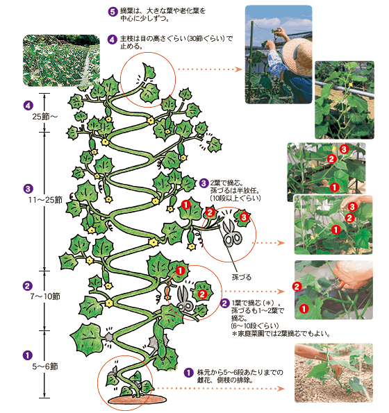きゅうり栽培の収穫量が劇的に増える！プロ直伝の摘芯と整枝術