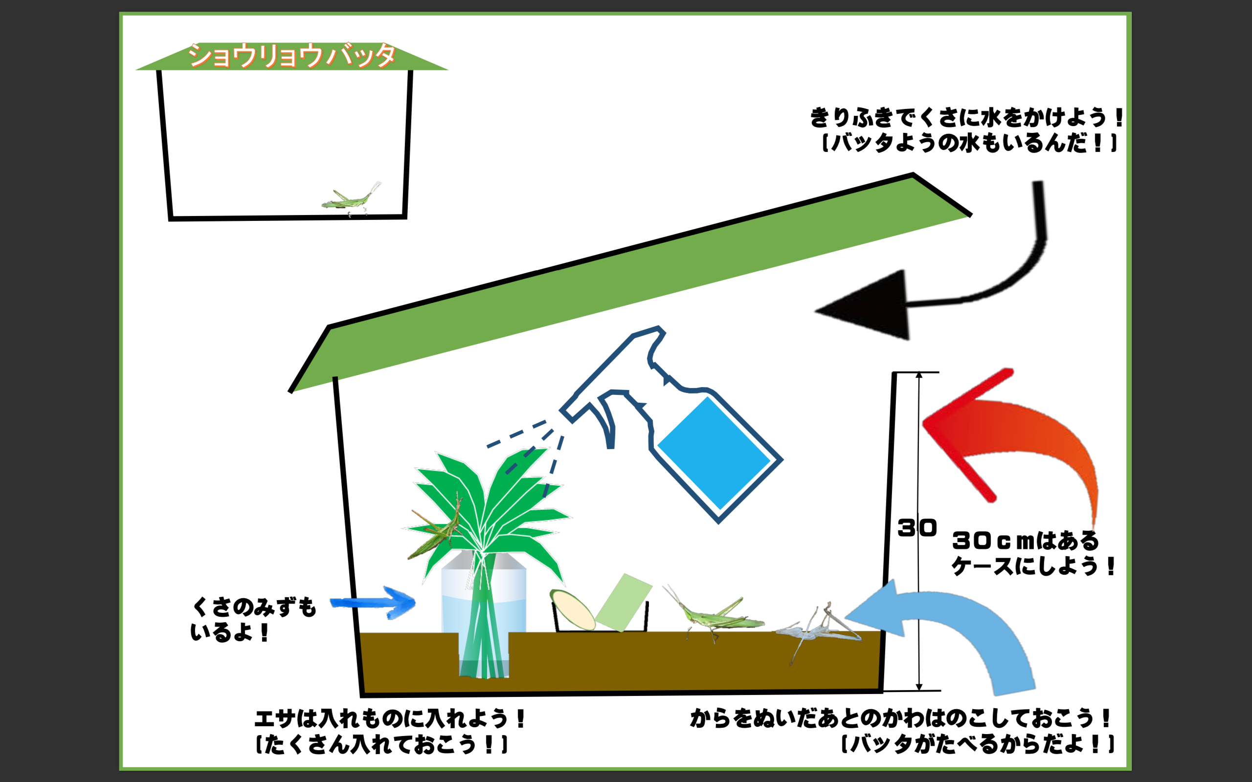 ショウリョウバッタの餌は野菜Ng？餓死を防ぐイネ科植物と正しい飼育法