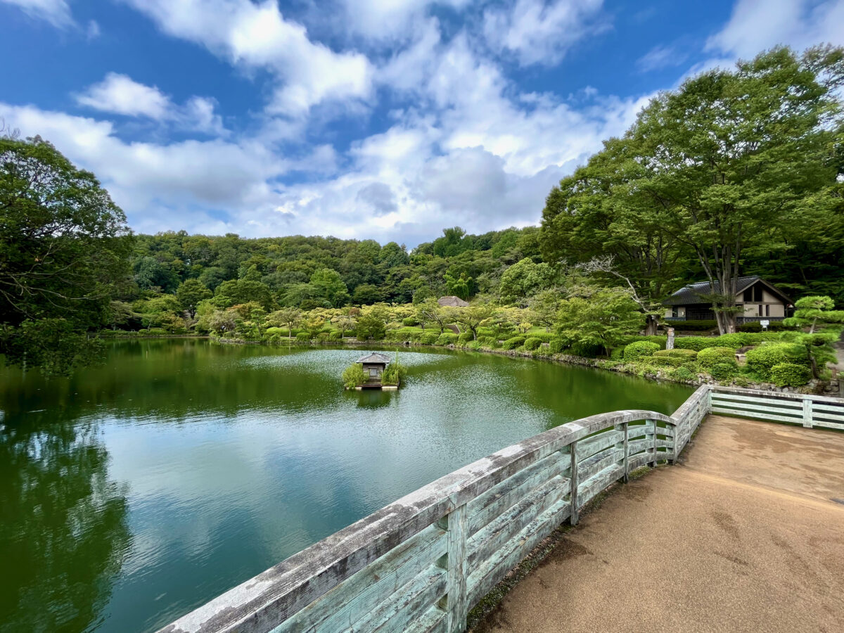 町田薬師池公園の魅力完全解剖！2026年最新の混雑回避と見頃