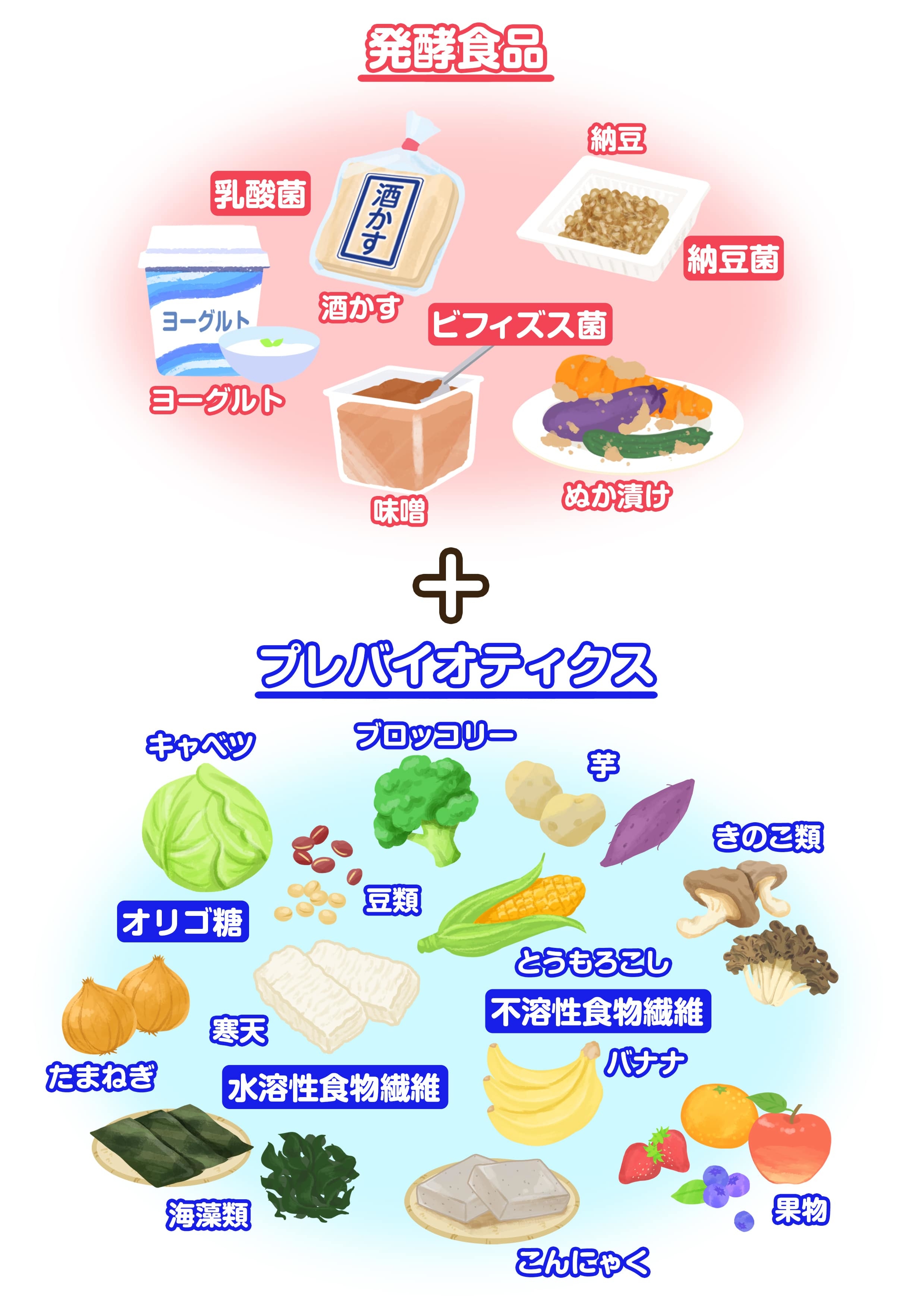 痩せ菌を増やす方法徹底解明｜短鎖脂肪酸と食事で太りにくい体を作る