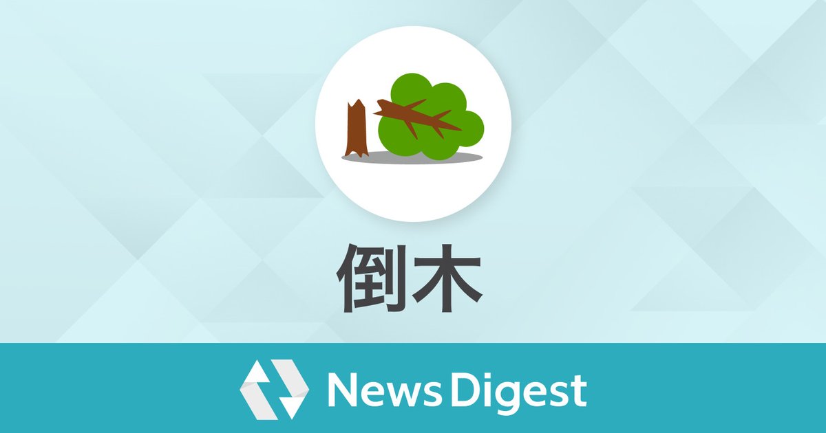 【現地ルポ】暴風雨が直撃した北関東の大動脈——宇都宮市内で相次いだ巨木倒壊、通勤ラッシュ直撃の全貌と都市インフラの死角（2026年最新速報）