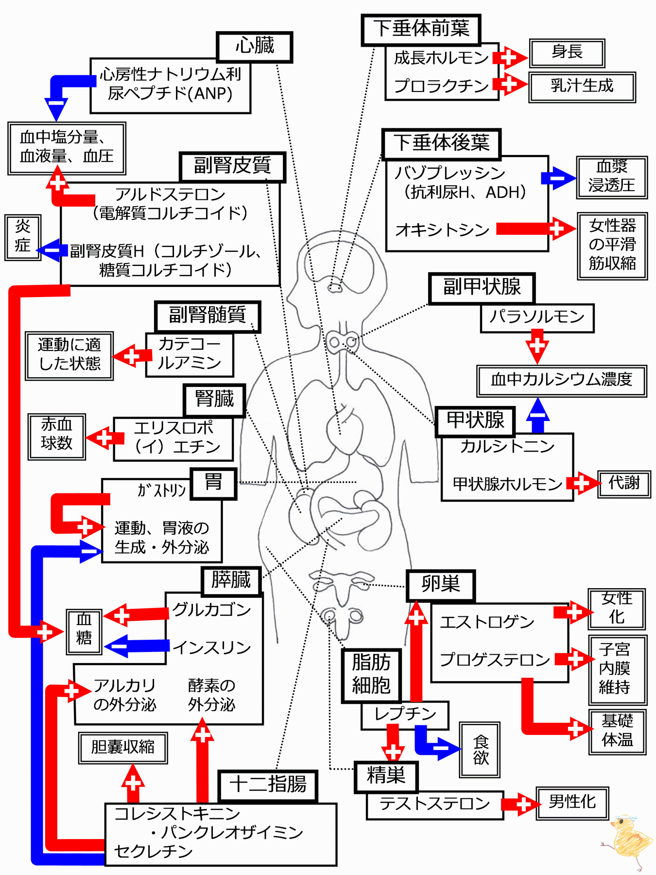 噂のホルモン貴族を独占取材！鳥貴族が仕掛ける限定メニューの裏側