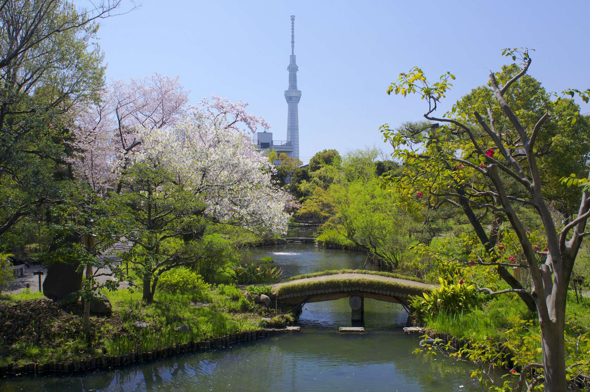 なぜ今向島百花園なのか？2026年最新の見頃と混雑回避の全貌