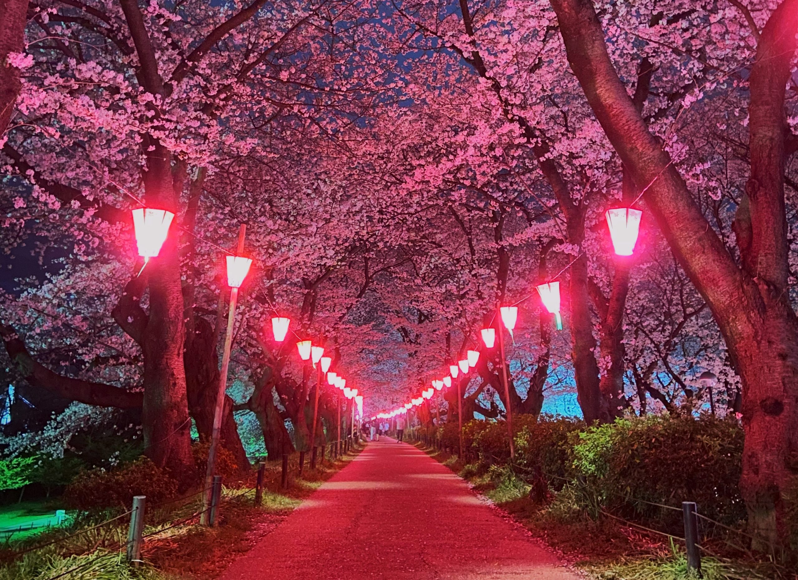 桜と菜の花の絨毯に息をのむ！権現堂公園の混雑回避と駐車場攻略