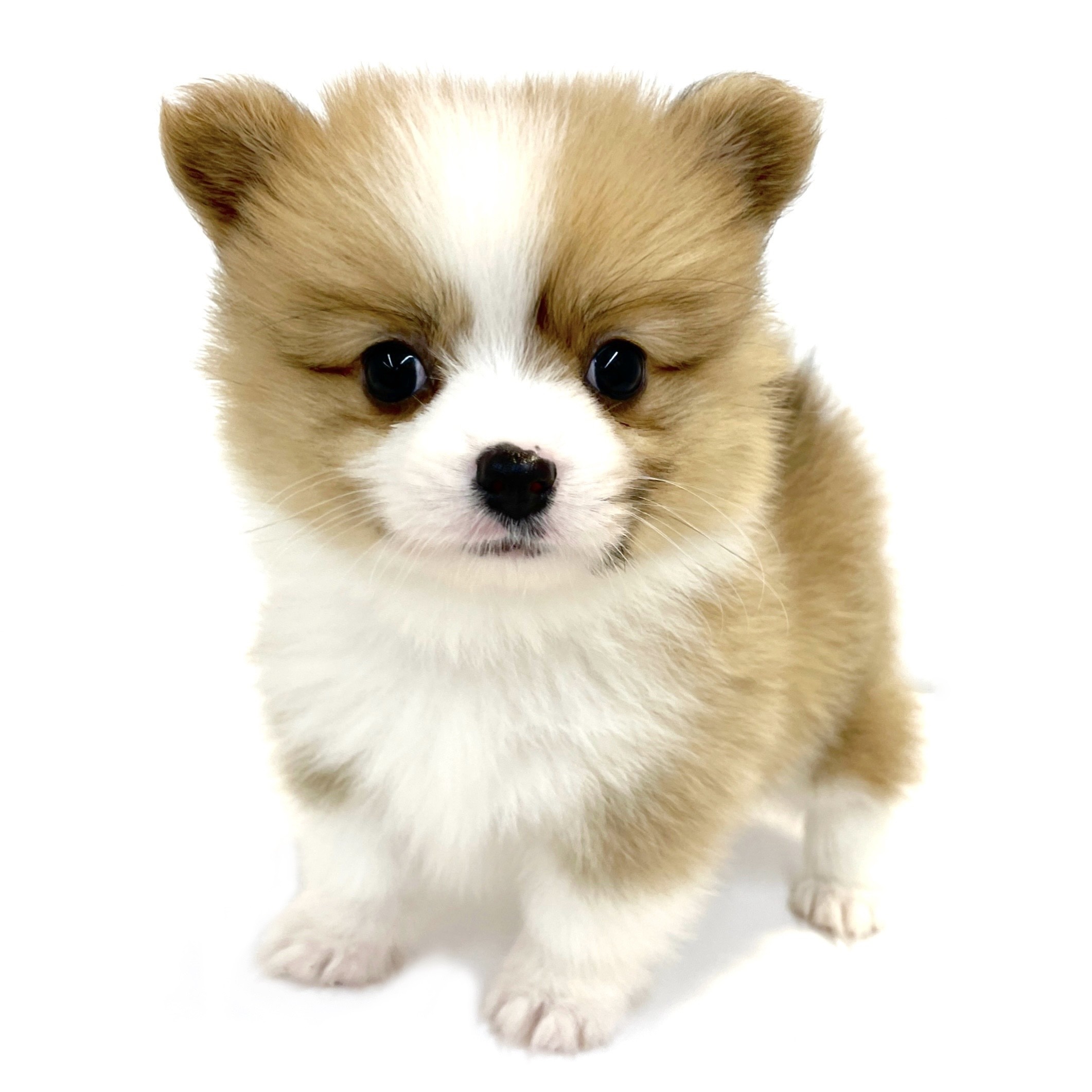 ポメコギ成犬の大きさ・性格の真実！寿命や後悔防ぐ飼育全書【2026】