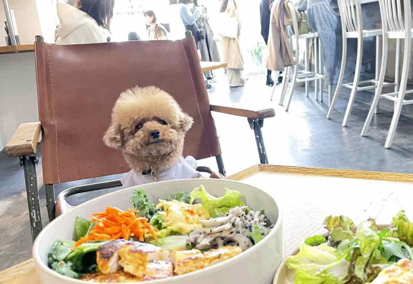 犬連れ食事の完全手引2026！必須マナーと店内Ok名店を徹底網羅