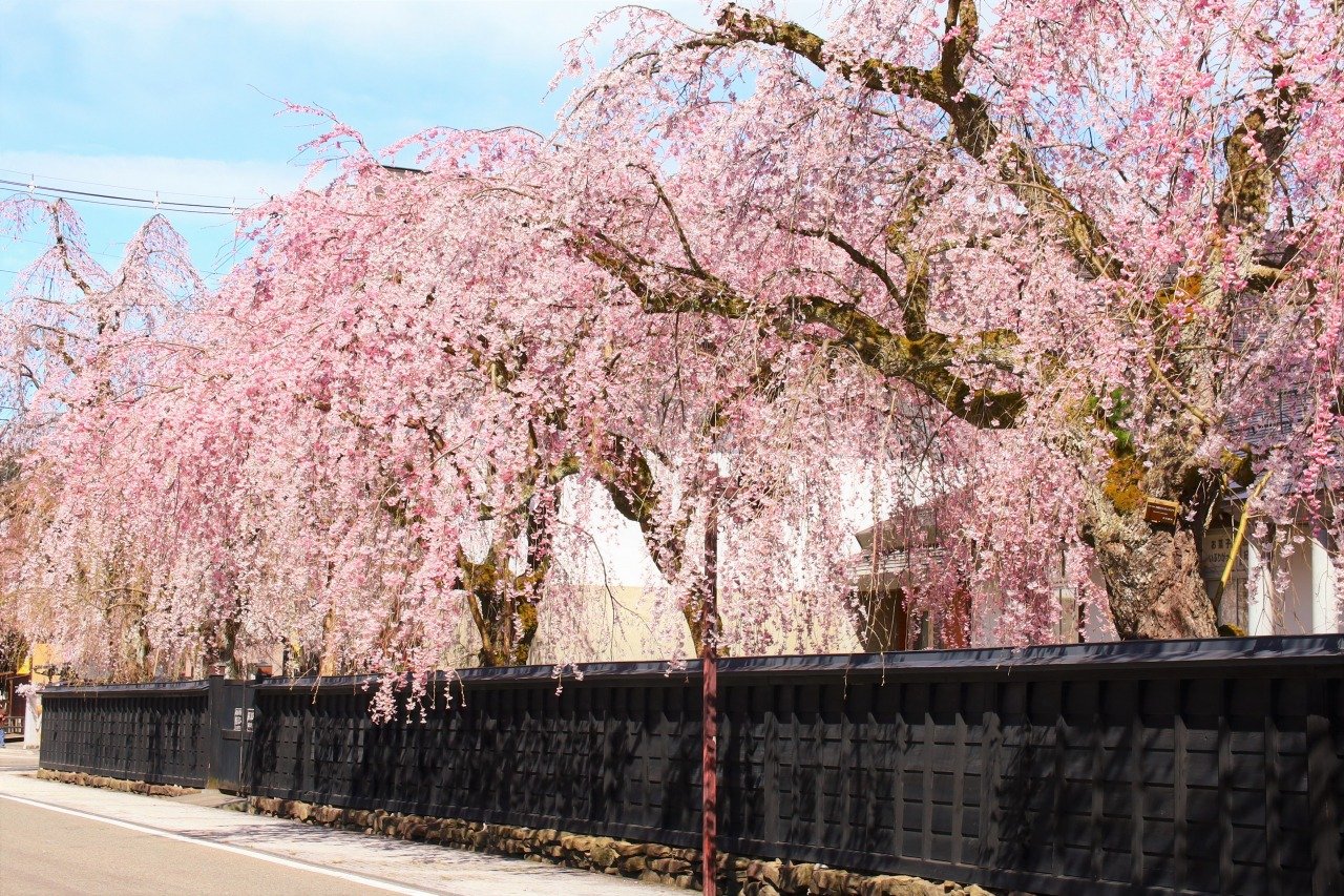 黒板塀を染め上げる角館の桜！満開予想と混雑回避の裏ワザ特報