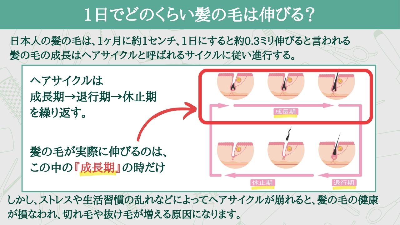 キャベツとあさりの酒蒸し黄金比！プロ直伝の旨味爆発レシピと時短技