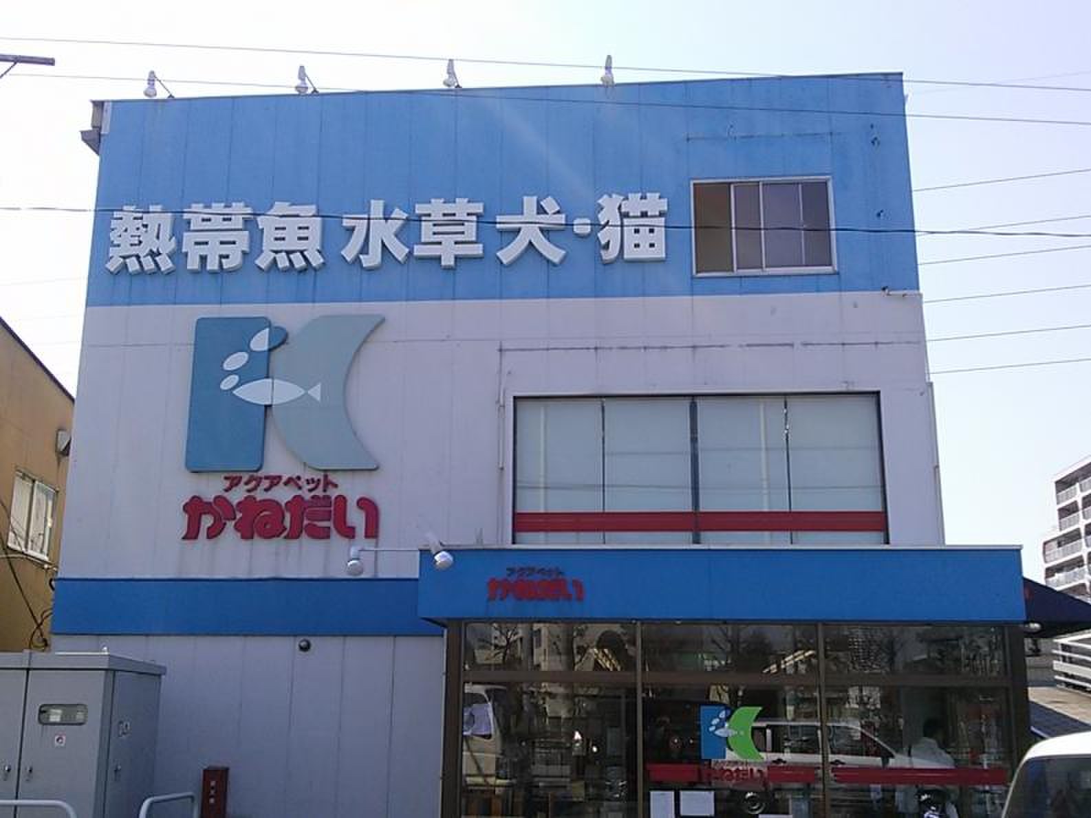 かねだい草加店の口コミ評判と在庫の真相！熱帯魚・爬虫類からセールまで