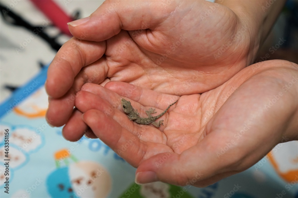 青い尾のトカゲの赤ちゃんを発見！プロが教える初期育成と注意点