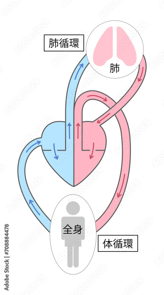【2026年最新解剖学】なぜ心臓の動きは一瞬で理解しにくいのか？血液循環の仕組みと驚きのドラマを視覚で解き明かす