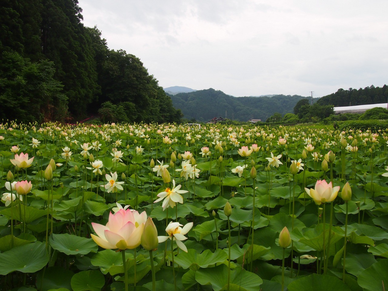 埼玉県本庄市の秘境！水面に咲き誇る大輪ハス園の絶景と混雑回避術