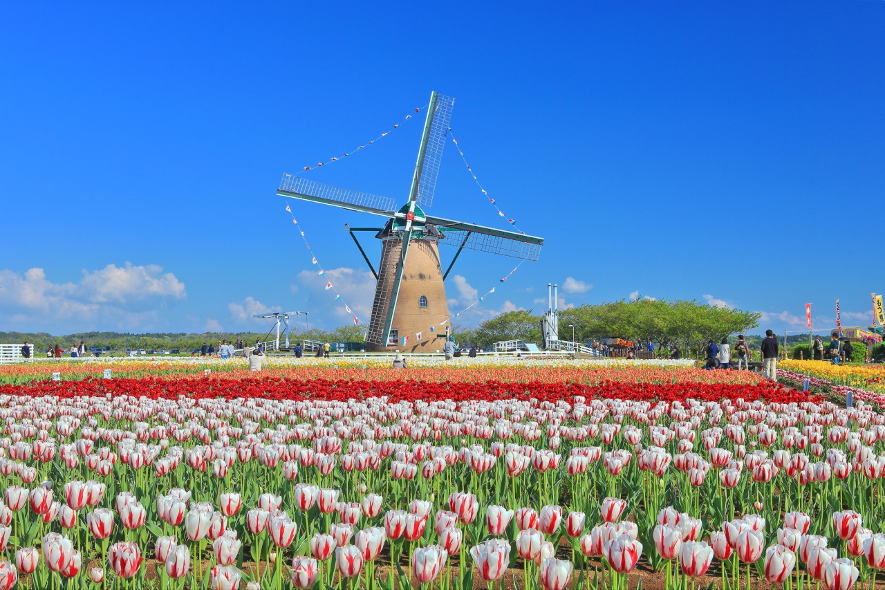 佐倉ふるさと広場の見頃と混雑攻略！風車が彩る四季の花絶景ガイド