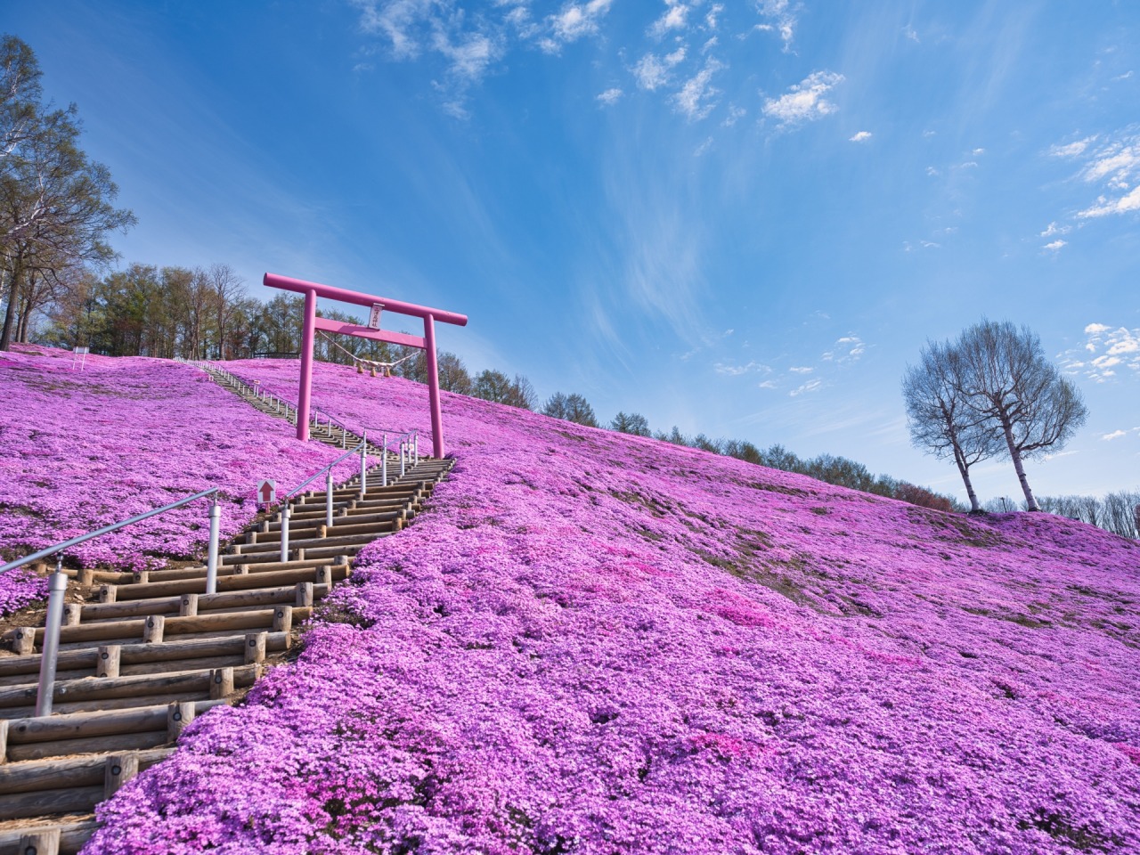 ひがしもこと芝桜公園2026！見頃・開花状況と混雑回避法を徹底解剖