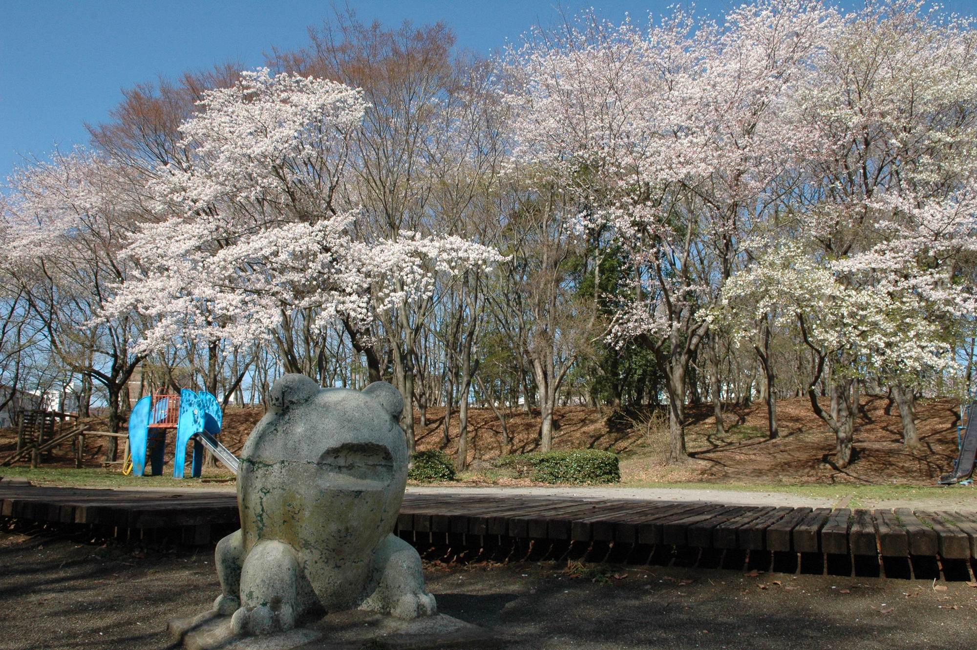 村上緑地公園の彼岸花見頃と駐車場攻略！2026年混雑回避の決定版