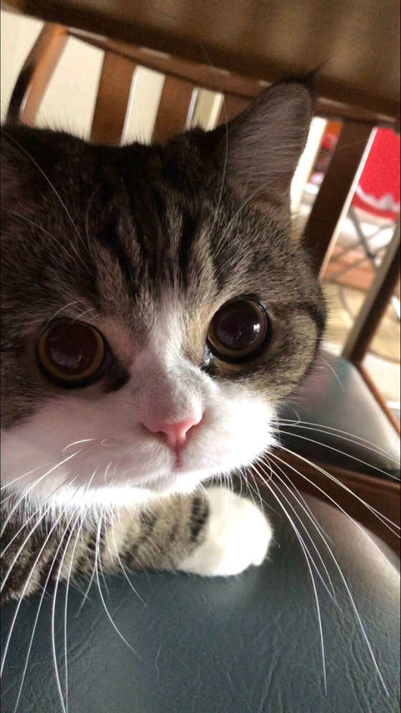 猫のひげが抜ける理由は？切る危険性や感情のサイン・金運の噂を徹底解説