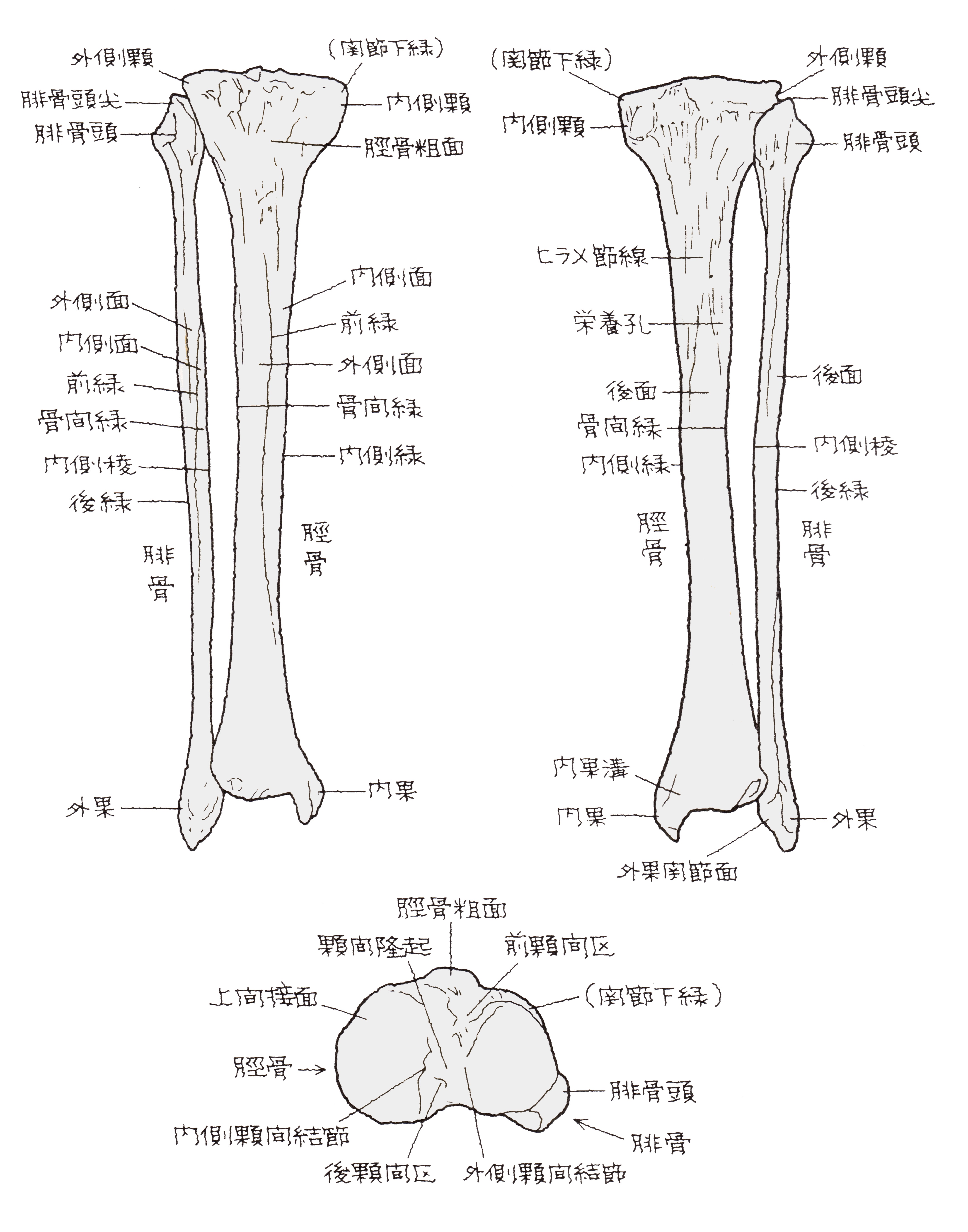 脛骨とは？腓骨との違いやすねの痛みの原因・疲労骨折の対処法をプロが徹底解説