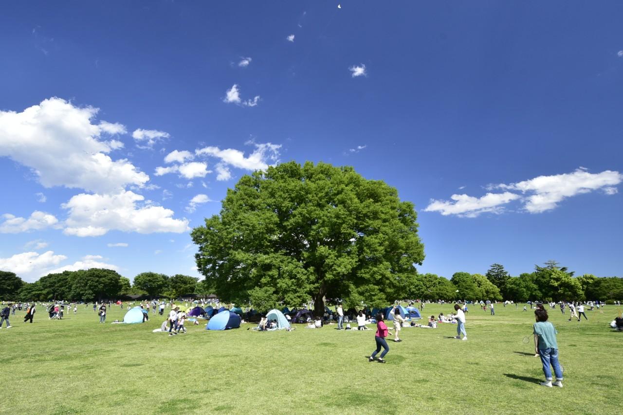 東京のピクニック公園決定版！定番から穴場・最新ルールまで徹底解説