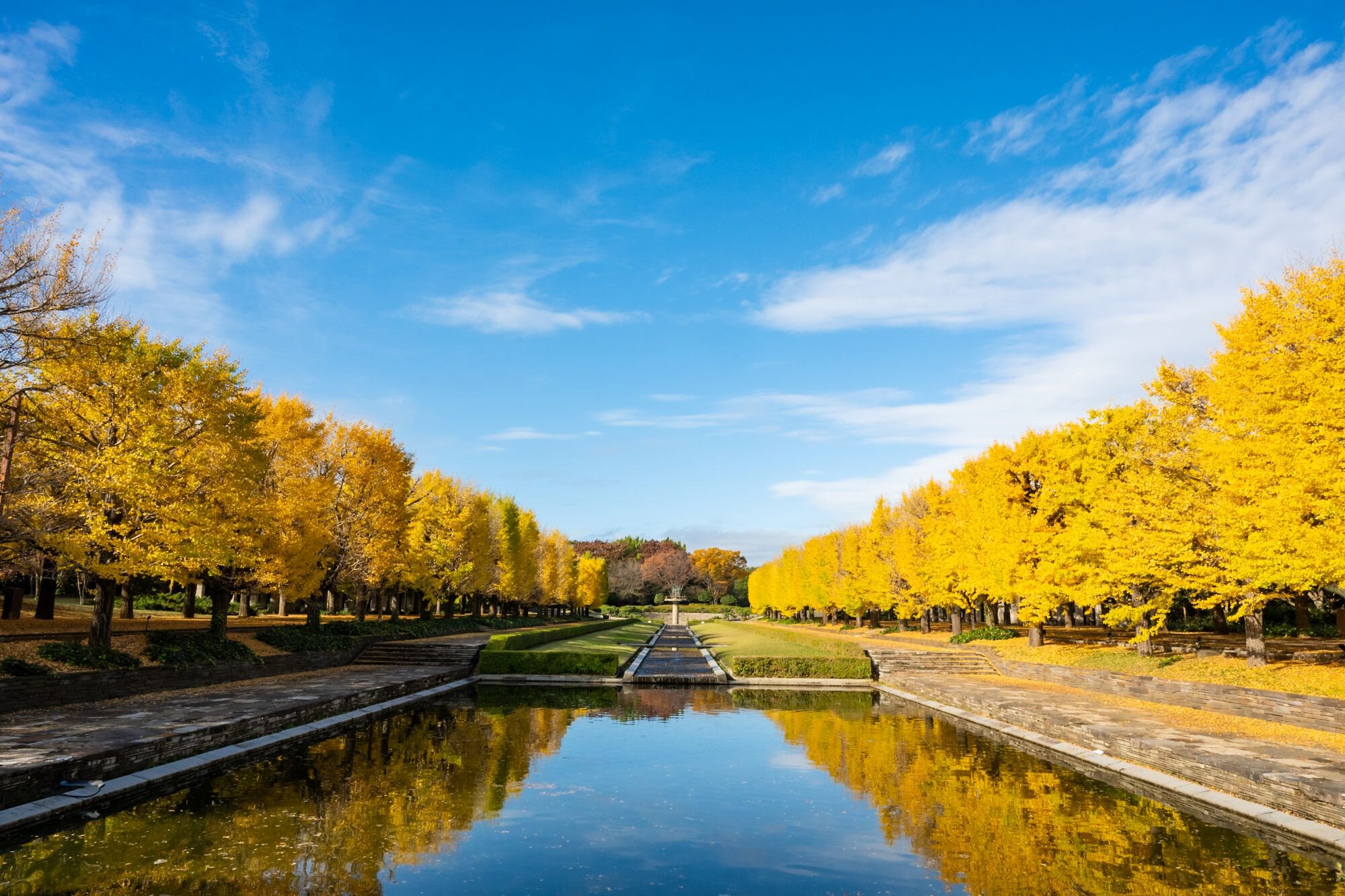 昭和記念公園の紅葉2026見頃時期と混雑回避の裏ワザ徹底解説