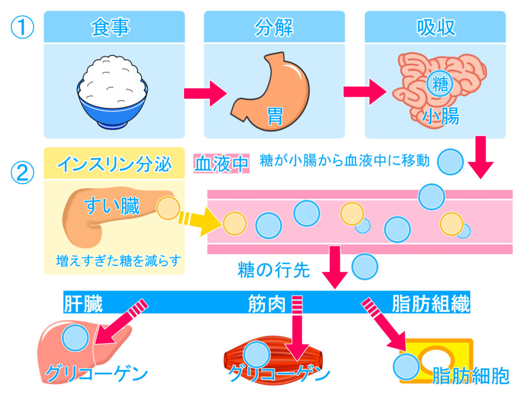 筋肉痛で体重が増える驚きの理由！脂肪ではなく水分蓄積が真相だった