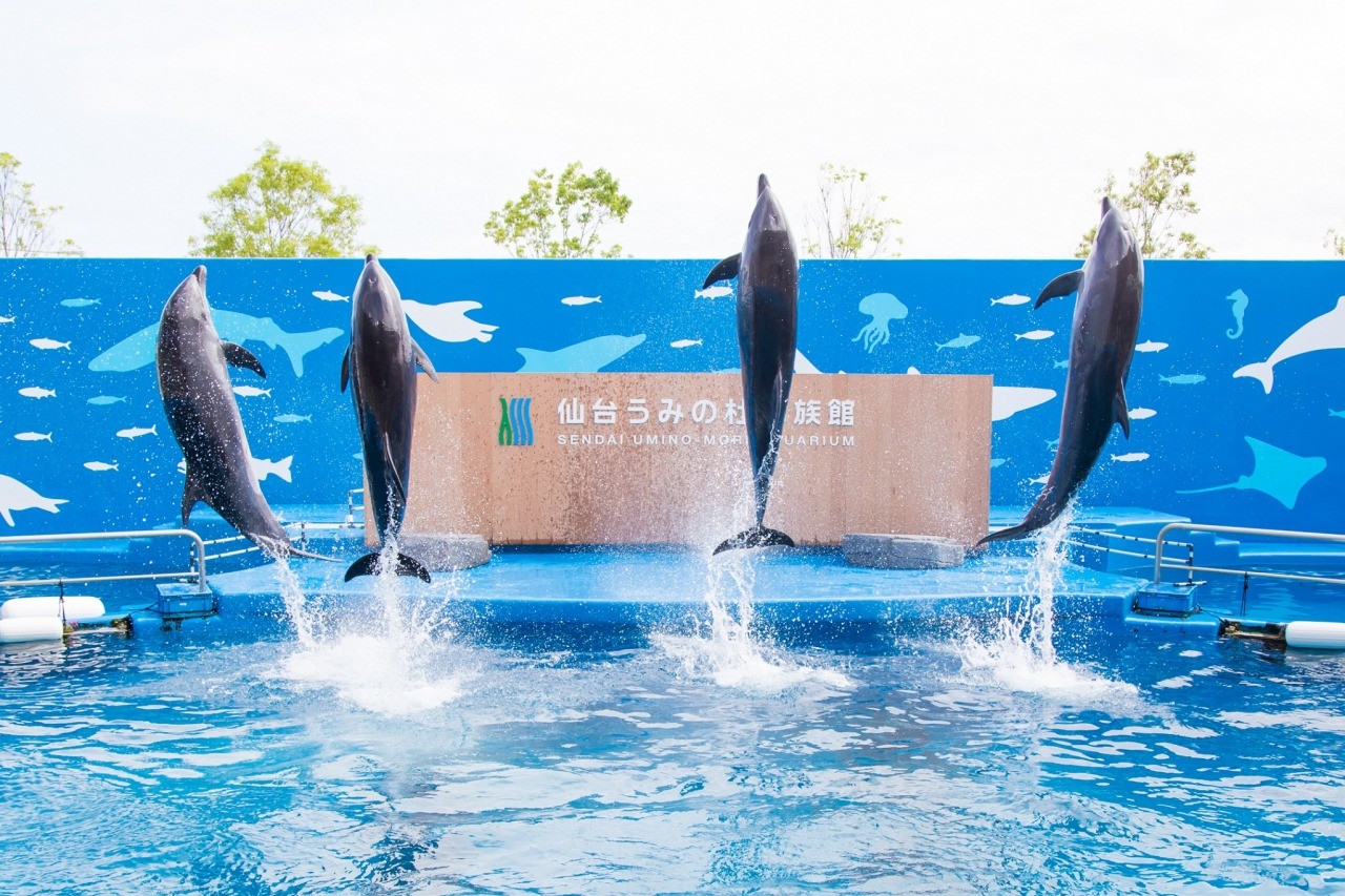 【宮城県の水族館】2026年最新版・徹底比較と見逃せない注目スポット