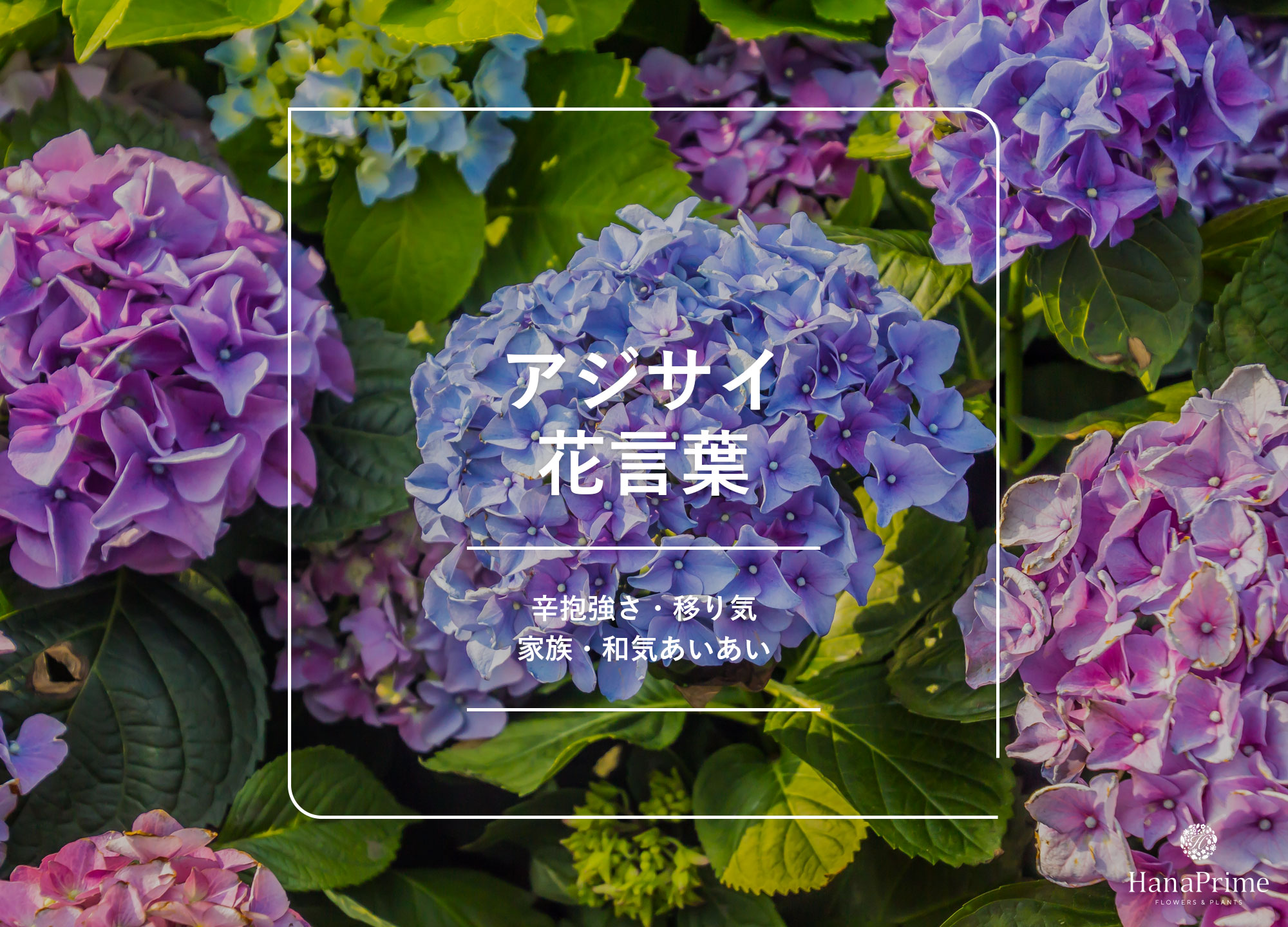 紫陽花の花言葉は怖い？色別一覧とギフトに贈る注意点【2026最新】