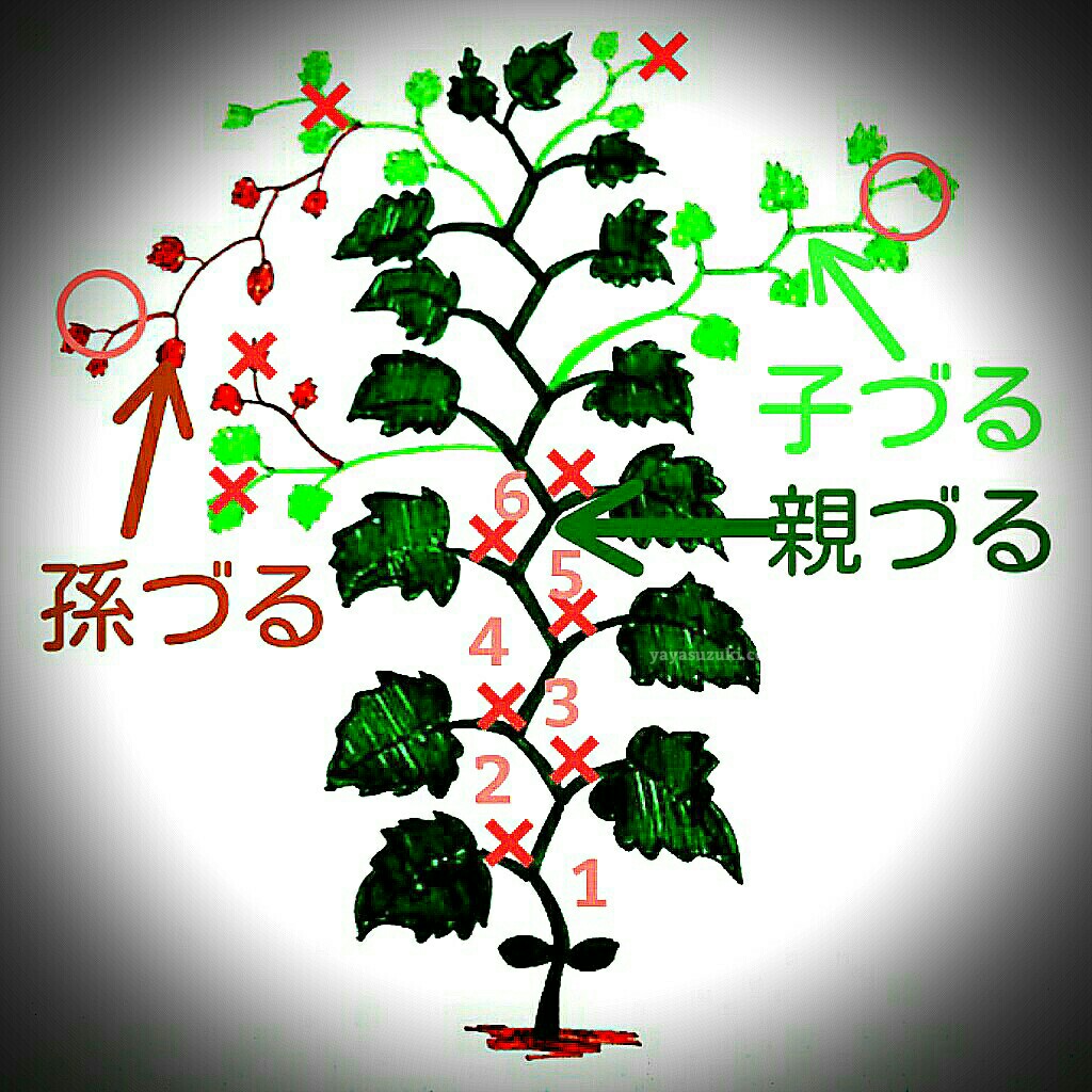 きゅうりの摘心をわかりやすく解説！親づる子づるの切り方と豊作術
