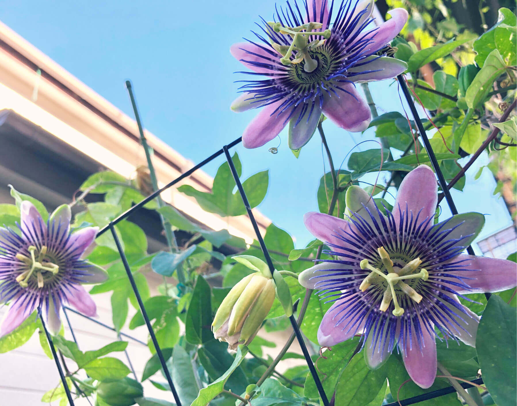 時計みたいな花の名前は？トケイソウの正体とパッションフルーツの真実