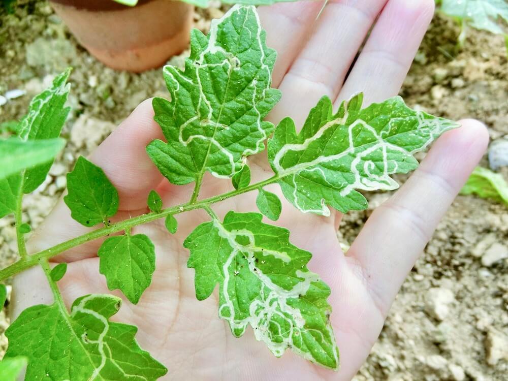ミニトマト害虫対策！無農薬で甘い実を育てるプロの変色予防ワザ