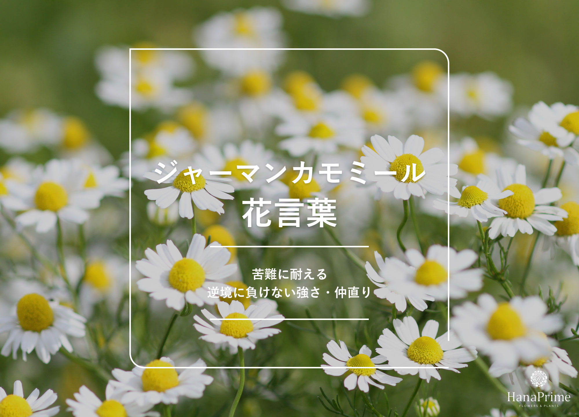 カモミールの花言葉に怖い意味は？逆境に耐える由来と贈り方の注意点