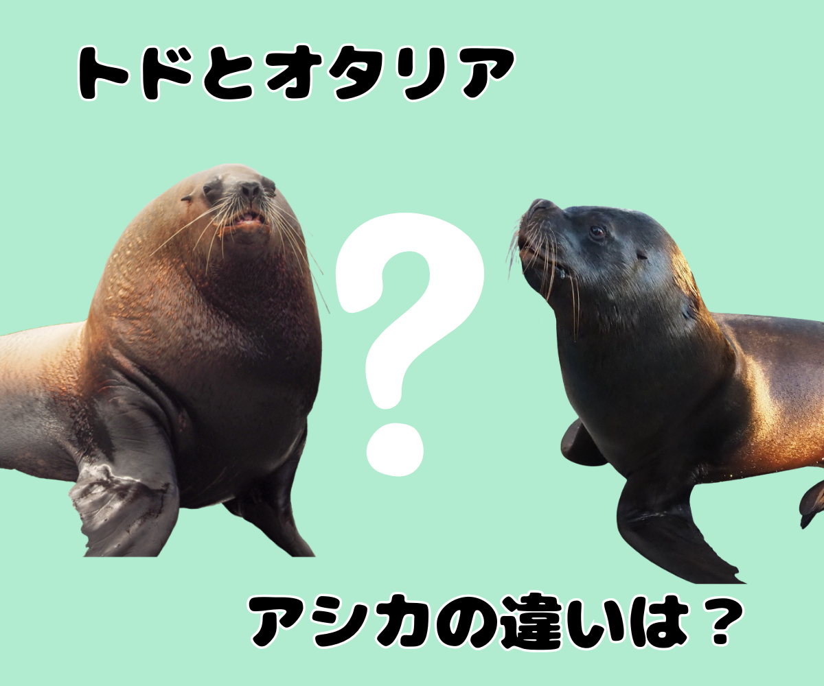 オタリアとは？アシカとの決定的な違いや生態・驚きの知能を徹底解剖