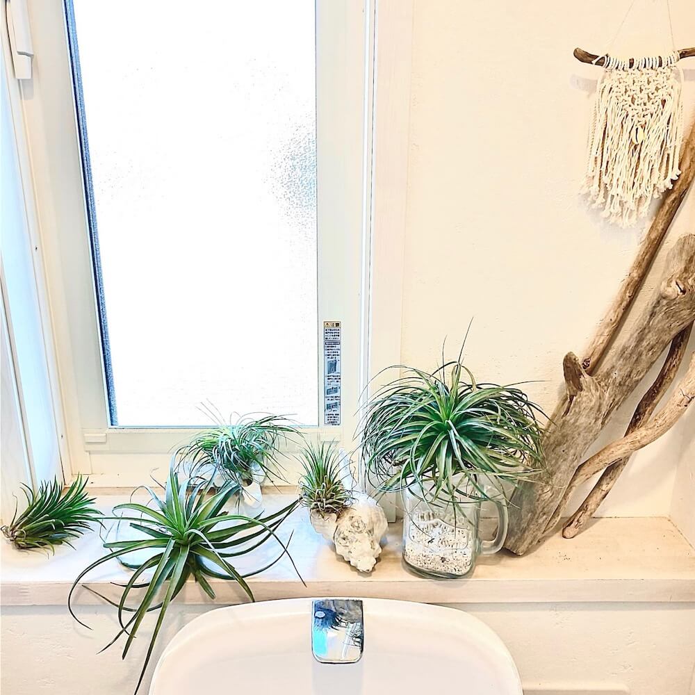 トイレに置く観葉植物2026決定版！風水効果と枯れない選び方