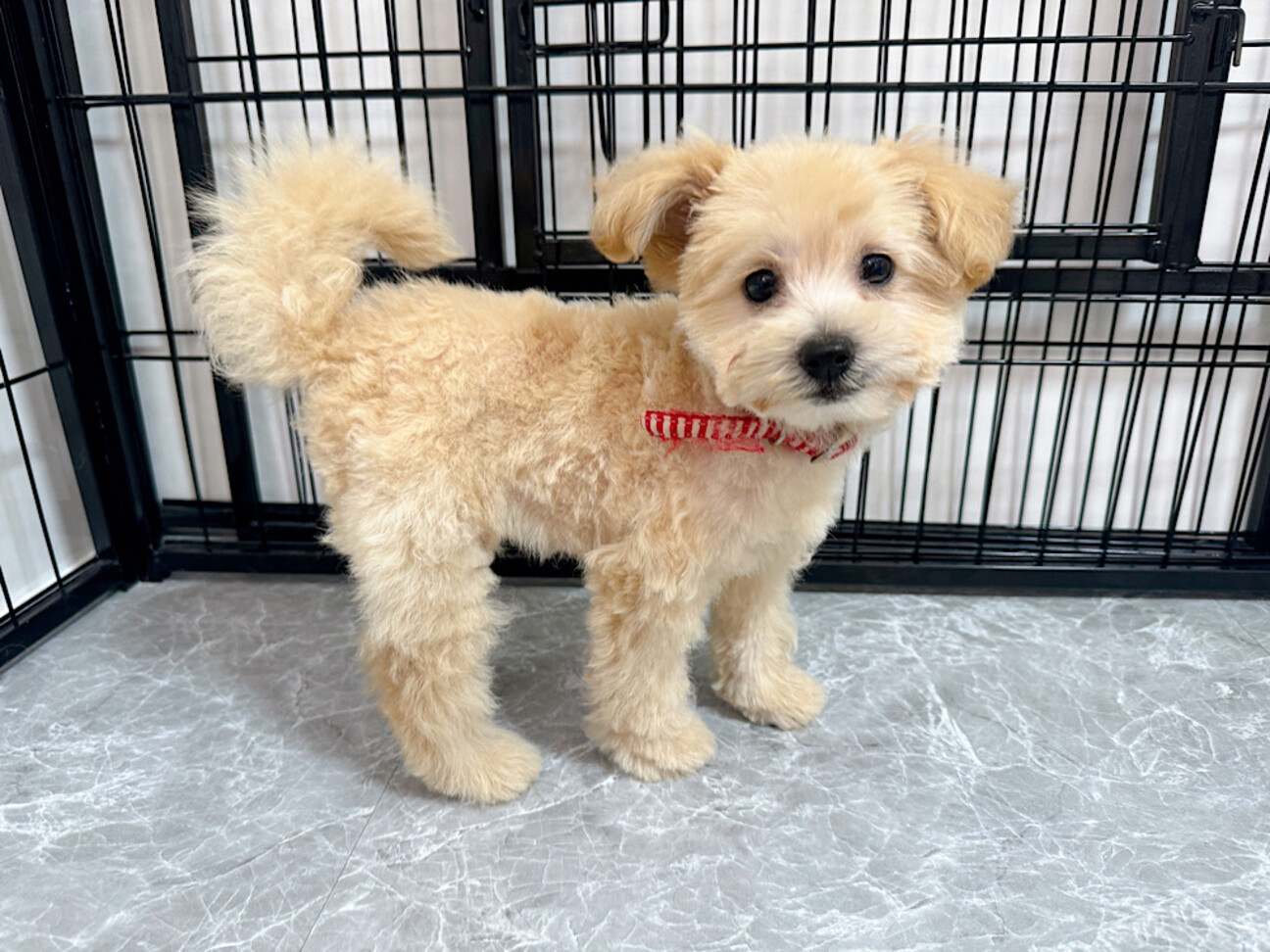 子犬の無料譲渡は安全か？タダの理由と隠れた費用・詐欺トラブル全真相