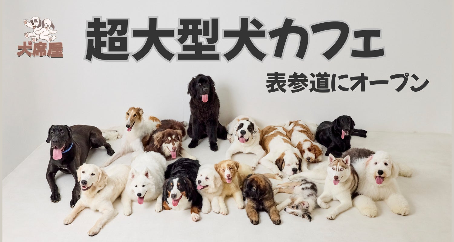 話題の大型犬カフェ徹底解剖！予約の裏技から料金・必須マナーまで
