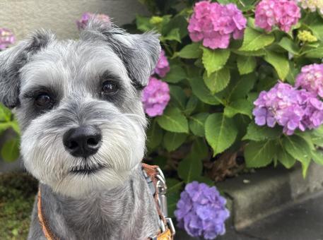 猛暑の2026年、愛犬を守る新常識。ミニチュアシュナウザーの「サマーカット」で失敗しないための獣医師とトリマーの警告