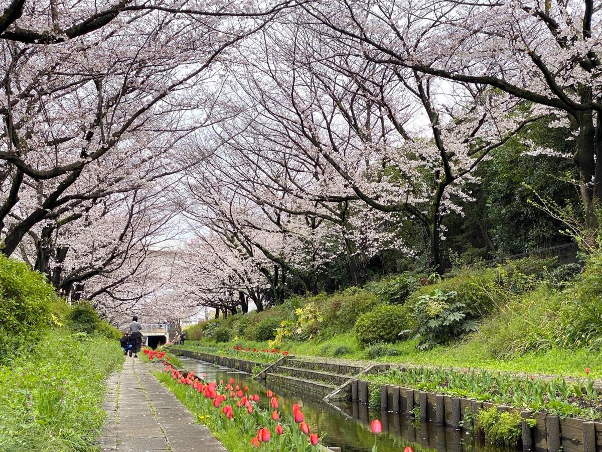 江川せせらぎ緑道2026｜桜とチューリップ共演の見頃と混雑回避術