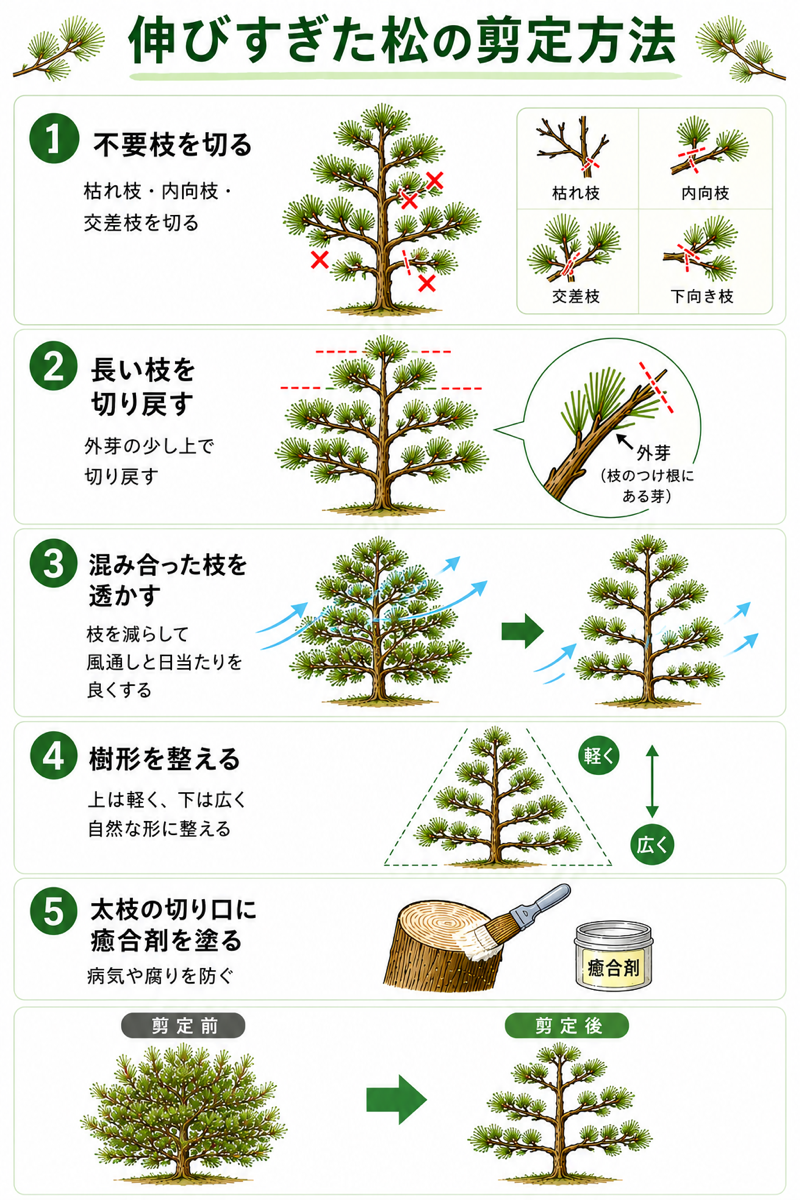 伸びすぎた松の剪定術｜枯らさず小さくする芯止めの手順と業者相場