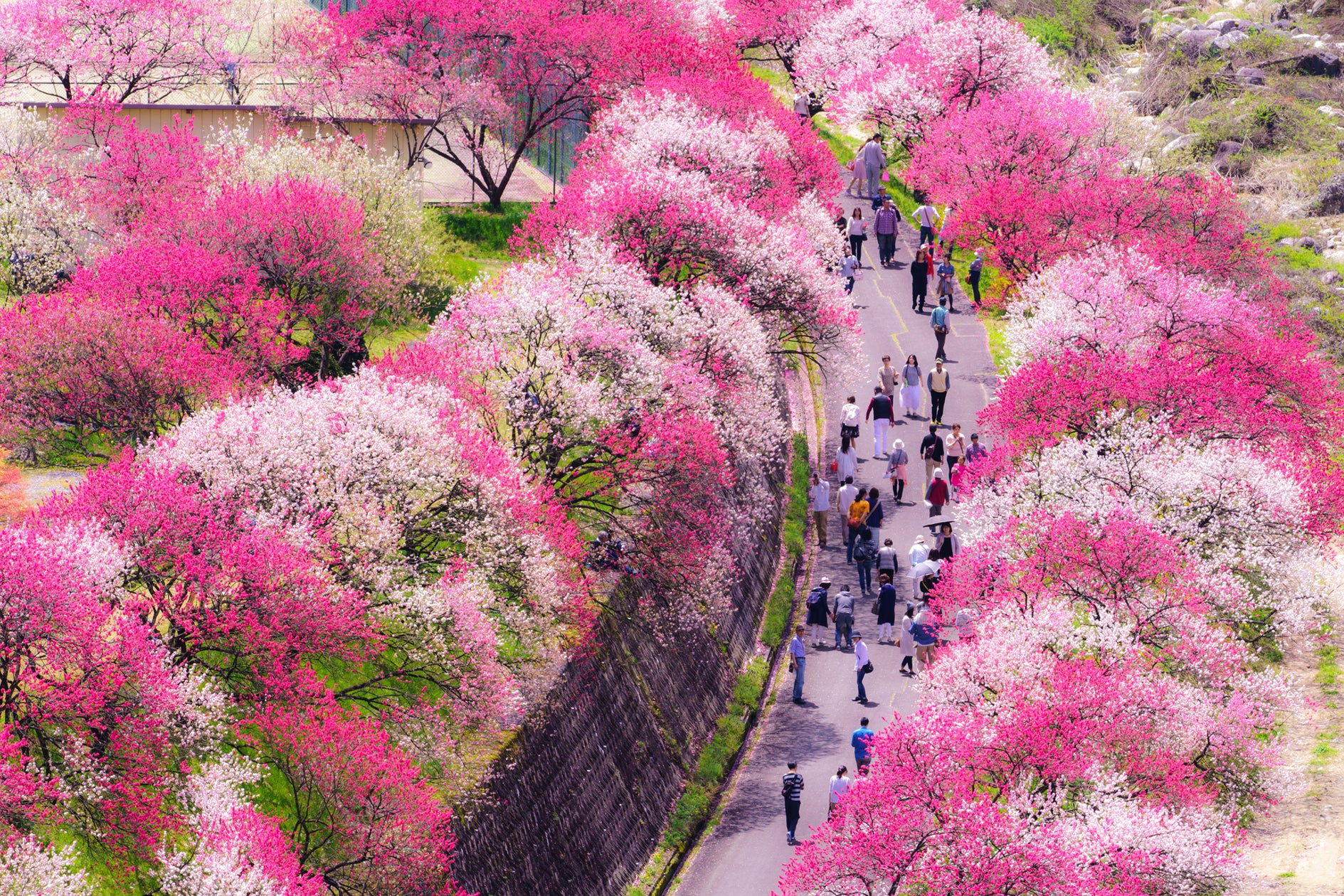 長野の花桃2026｜阿智村の開花状況と見頃・渋滞回避の裏ワザ解説