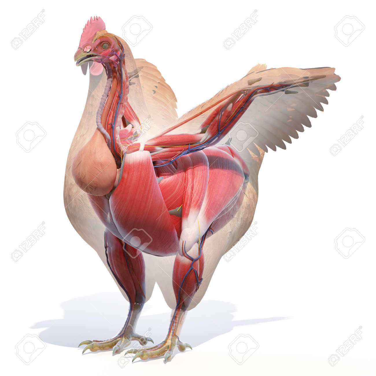 渡り鳥はなぜ疲れない？鳥の筋肉の仕組みと驚異の飛翔メカニズムを解明